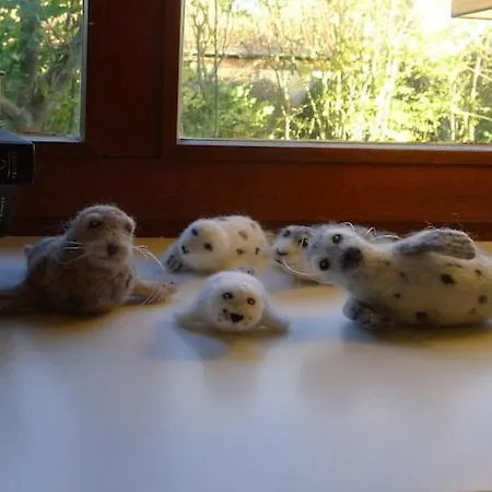 Gray Seal Midlum (Schleswig-Holstein)